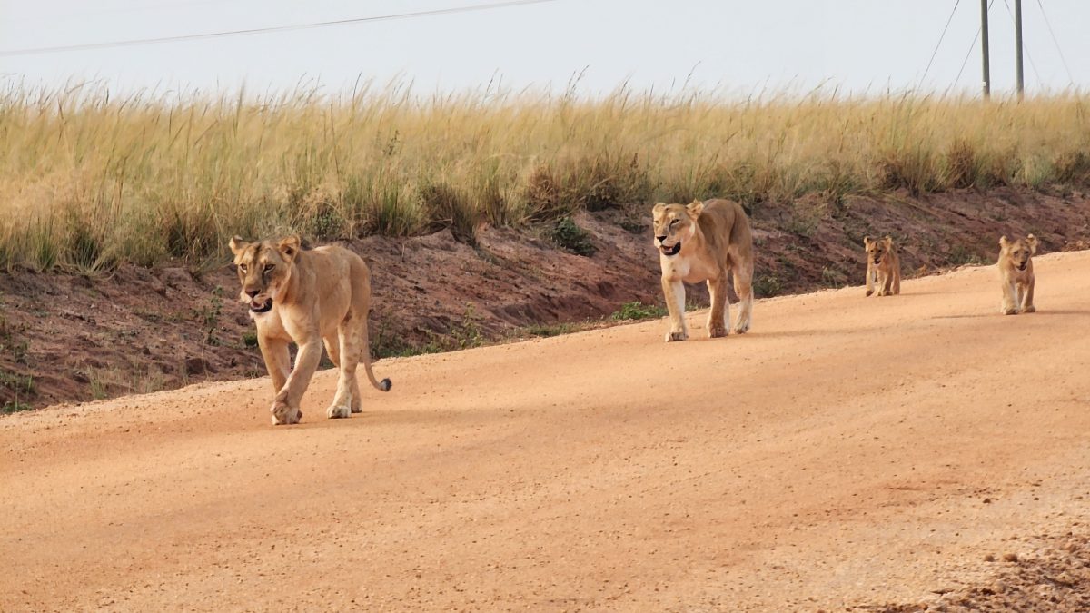 Upscale family safari