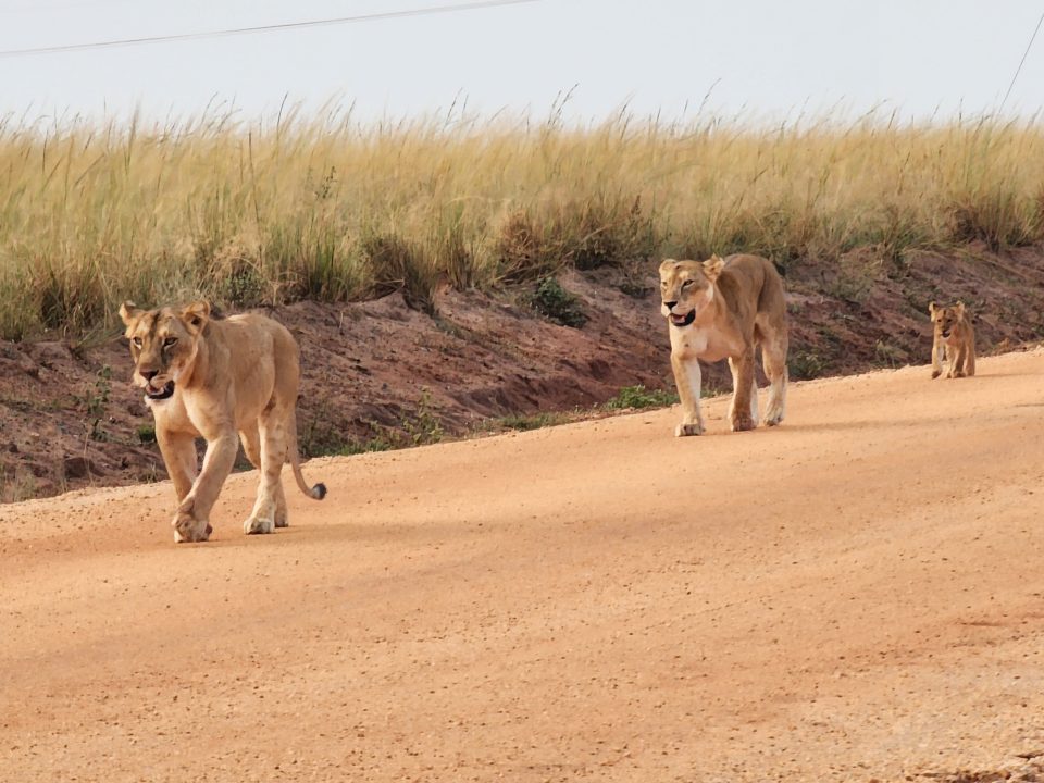 Upscale family safari