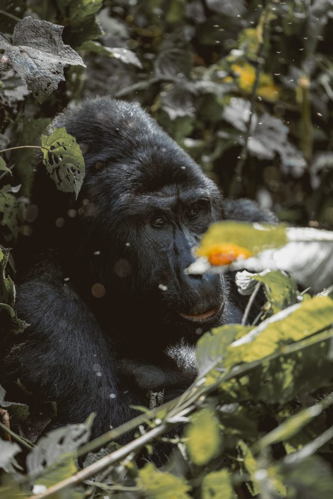 GorillaTracking_Bwindi4R4A2552 (1)