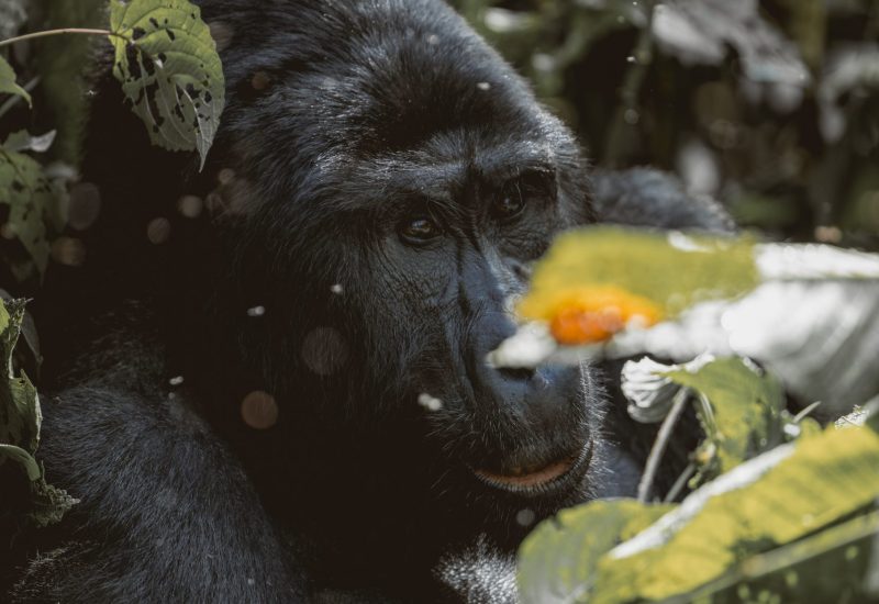 GorillaTracking_Bwindi GorillaTracking_Bwindi