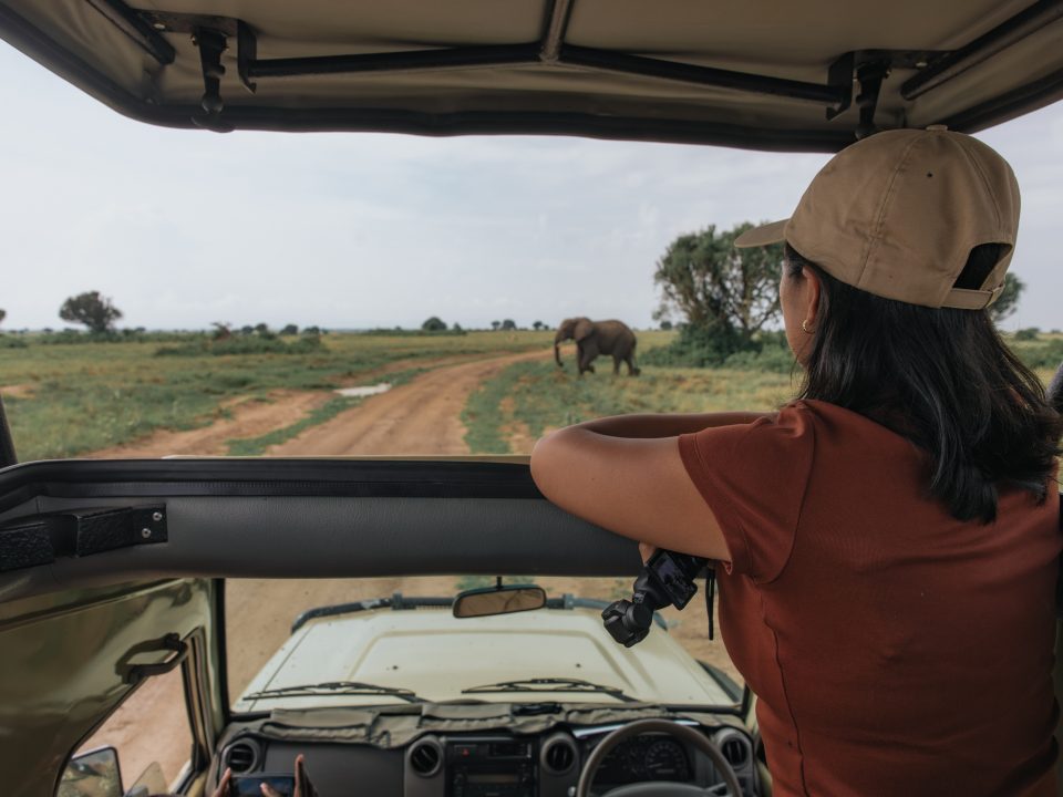 a Safari