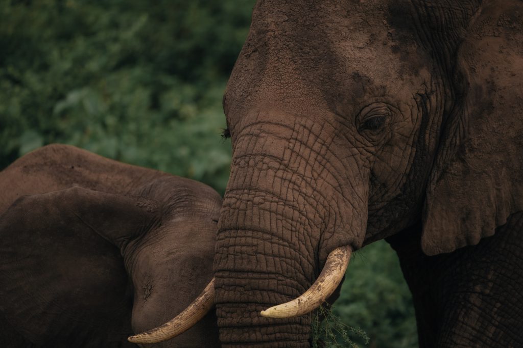 a Safari