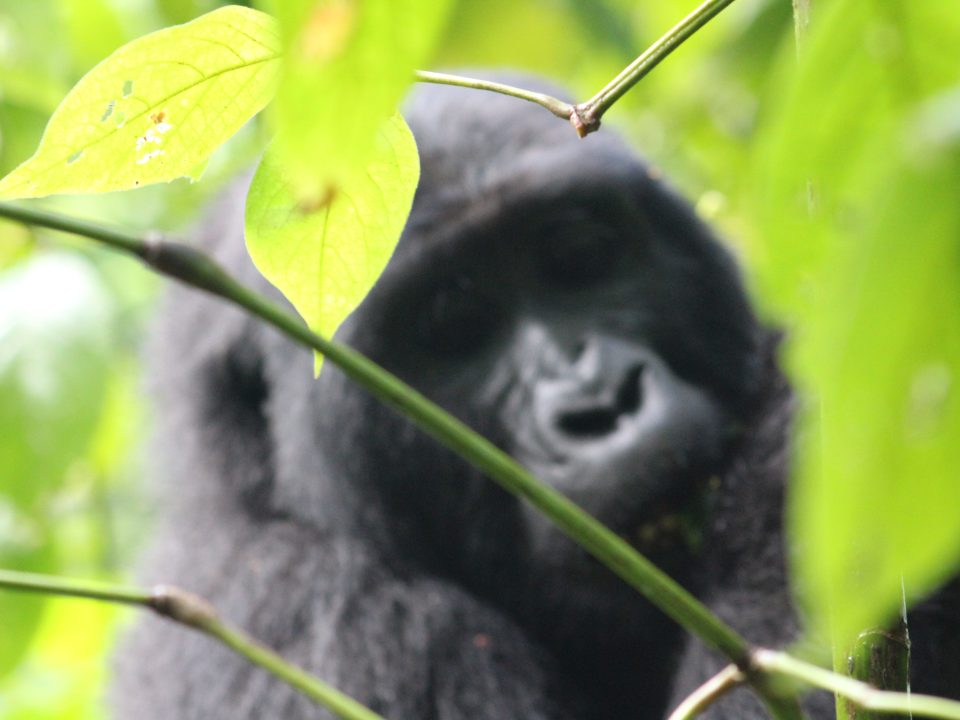 Juvenile mountaon gorilla