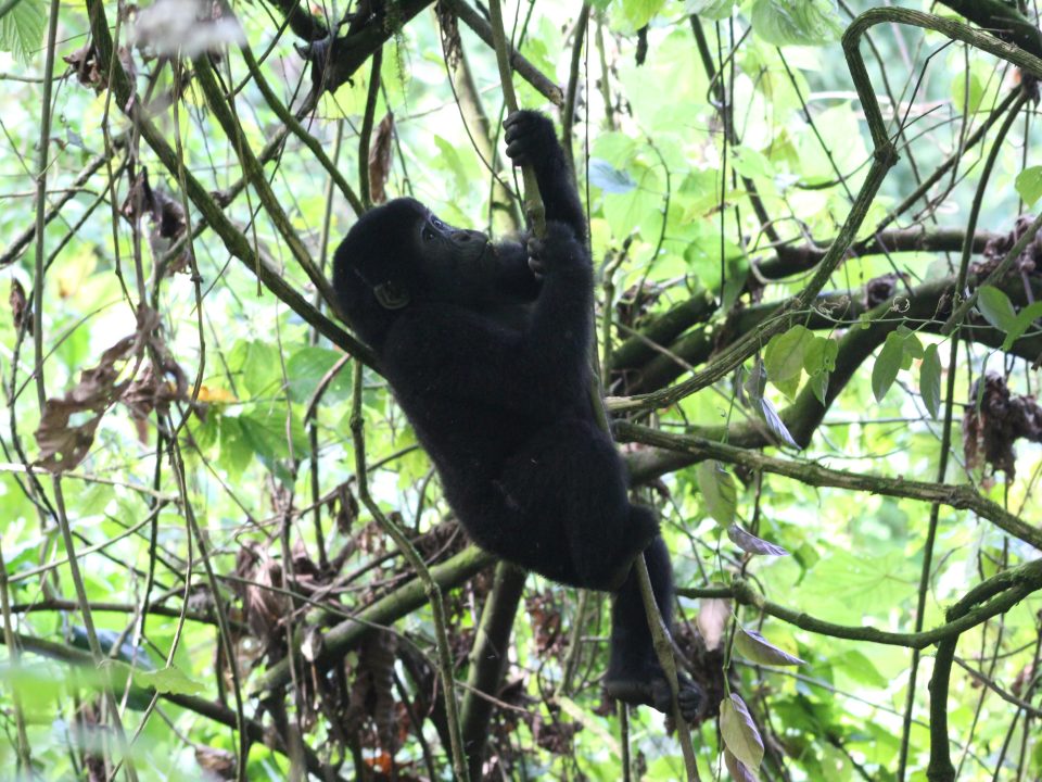 A baby mountain gorilla